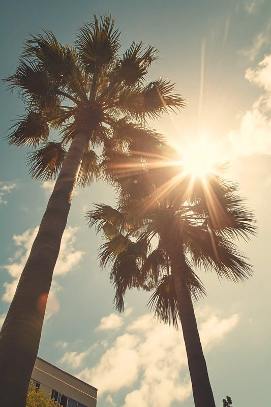 Oasis Serenity